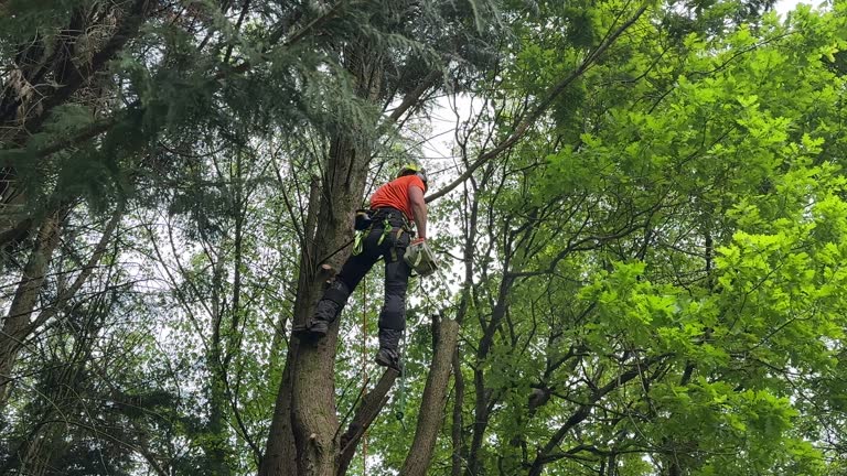 Tree and Shrub Care in Owens Cross Roads, AL